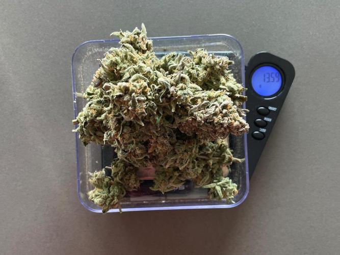 Medusa F1 #2: Direct in Final Fabric Pot. Week 12 - Dry weight