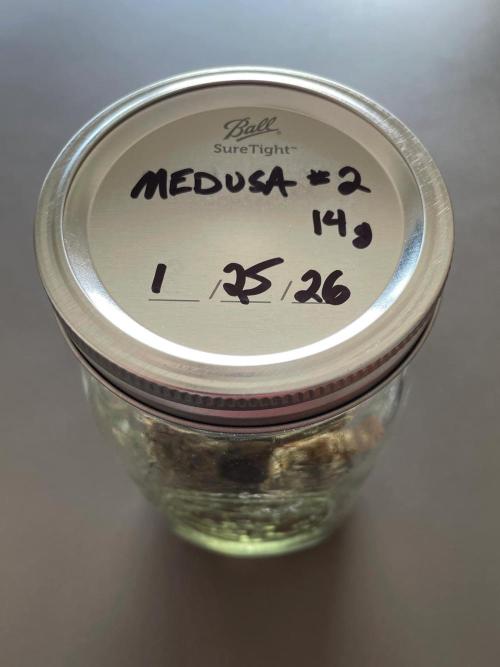 Medusa F1 #2: Direct in Final Fabric Pot. Week 12 - Jarred (store and continue curing) 
