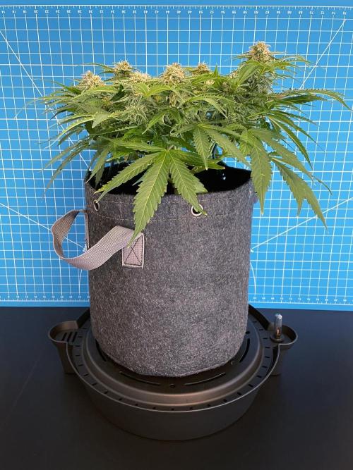 Lone Hyperion F1. Week 11 - Day 84