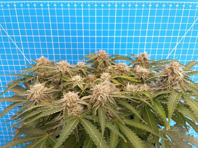 Lone Hyperion F1. Week 11 - Day 84