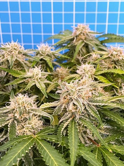 Lone Hyperion F1. Week 11 - Day 84