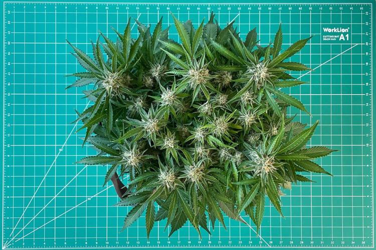 Lone Hyperion F1. Week 11 - Day 84