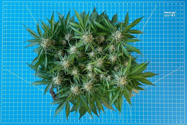 Lone Hyperion F1. Week 11 - Day 84