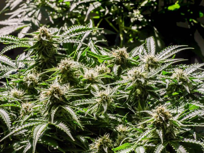 Lone Hyperion F1. Week 11 - Getting some sunlight via window