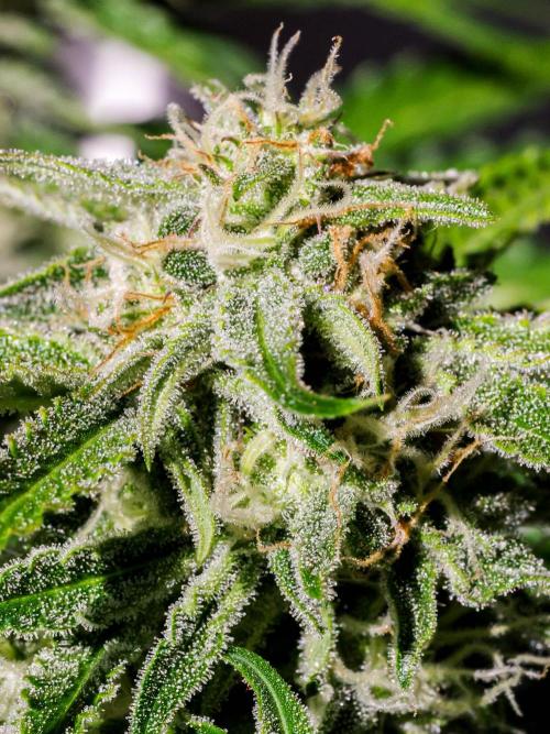 Lone Hyperion F1. Week 11 - Bud closeup