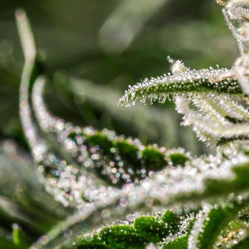 Lone Hyperion F1. Week 11 - Sugar leaf closeup