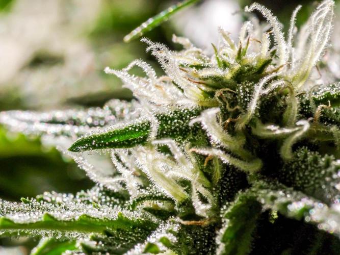 Lone Hyperion F1. Week 11 - Bud closeup