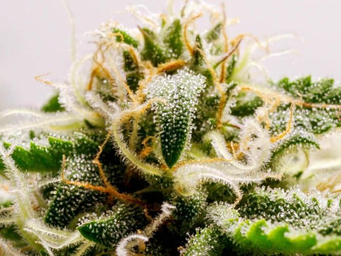 Lone Hyperion F1. Week 11 - Bud closeup