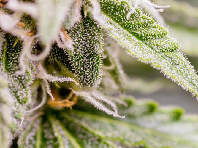 Lone Hyperion F1. Week 11 - Sugar leaf closeup