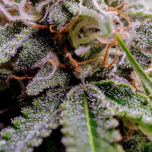 Lone Hyperion F1. Week 11 - Bud closeup