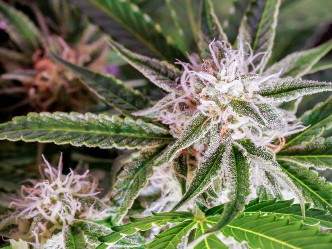 Lone Hyperion F1. Week 11 - Bud