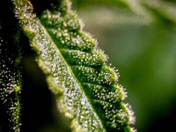 Lone Hyperion F1. Week 11 - Sugar leaf closeup