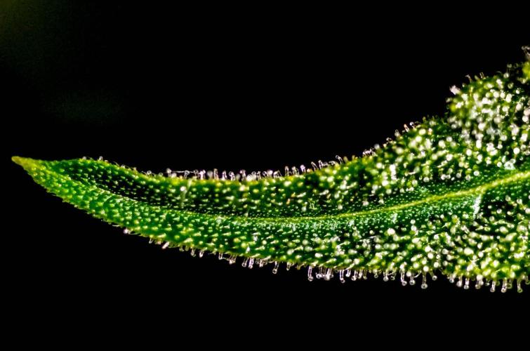 Lone Hyperion F1. Week 11 - Sugar leaf closeup