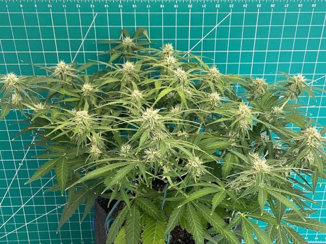 A Particular Orion F1. Week 7 - Day 56