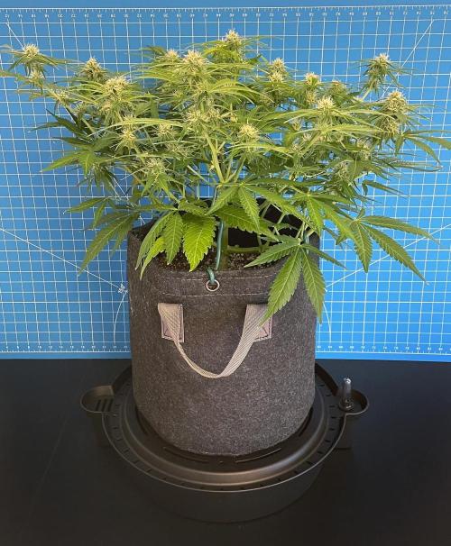 A Particular Orion F1. Week 7 - Day 56