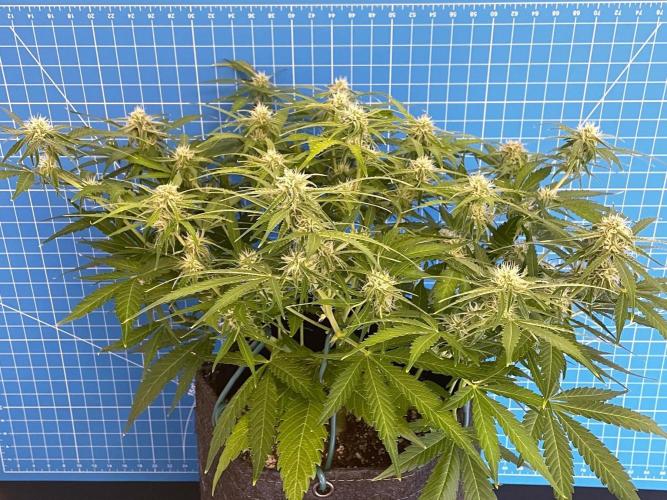 A Particular Orion F1. Week 7 - Day 56