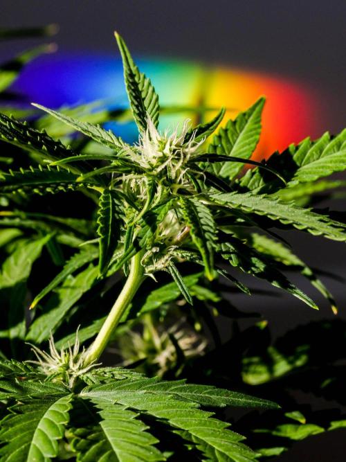 A Particular Orion F1. Week 7 - Day ~50, in sunlight