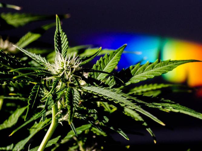 A Particular Orion F1. Week 7 - Day ~50, in sunlight