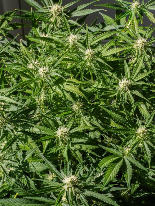 A Particular Orion F1. Week 7 - Day ~50, in sunlight