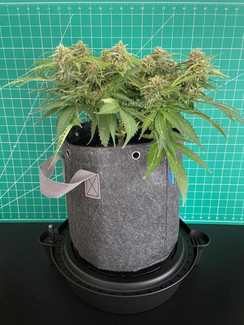 Lone Hyperion F1. Week 12 - Day 91