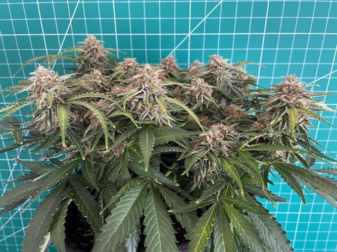 Lone Hyperion F1. Week 12 - Day 91