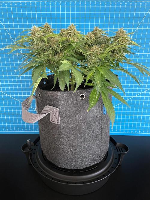 Lone Hyperion F1. Week 12 - Day 91