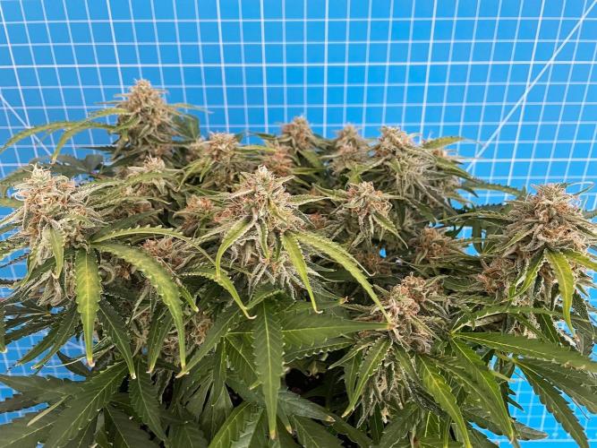 Lone Hyperion F1. Week 12 - Day 91