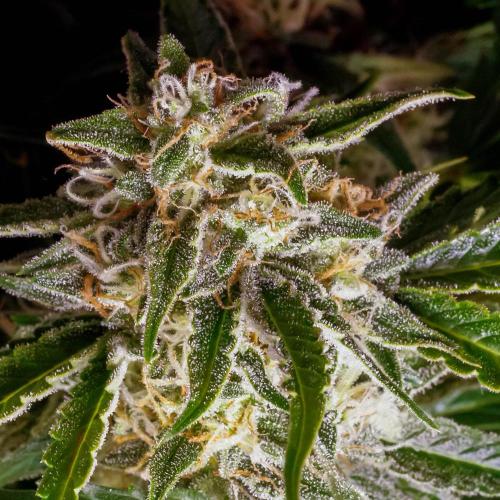Lone Hyperion F1. Week 12 - Day ~87