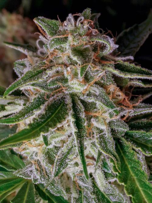 Lone Hyperion F1. Week 12 - Day ~87