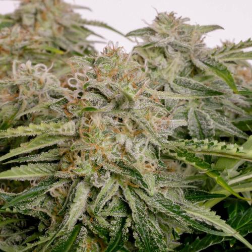 Lone Hyperion F1. Week 12 - Day ~87