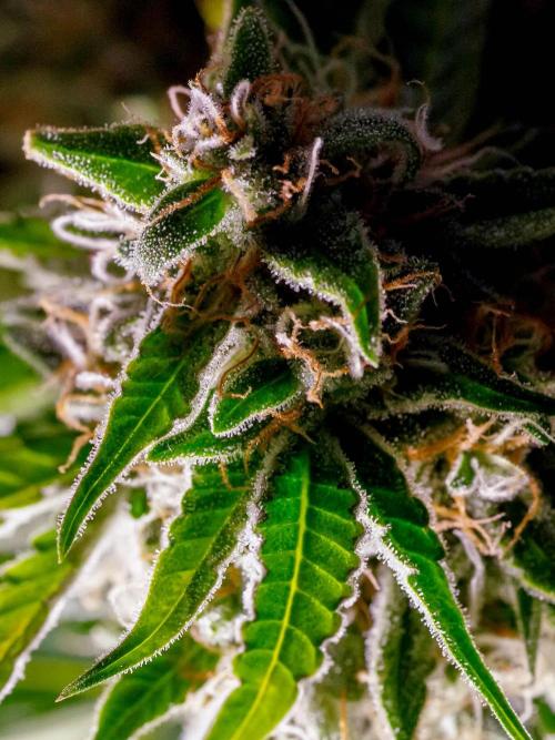 Lone Hyperion F1. Week 12 - Day ~87