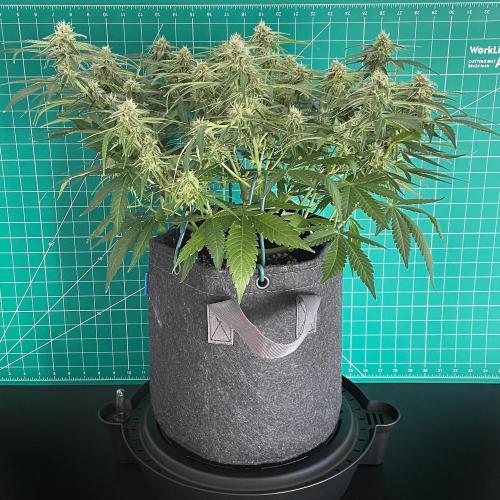 A Particular Orion F1. Week 8 - Day 63