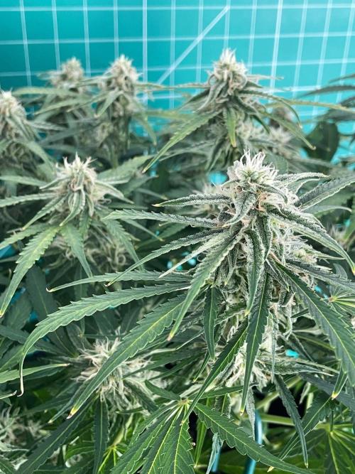 A Particular Orion F1. Week 8 - Day 63