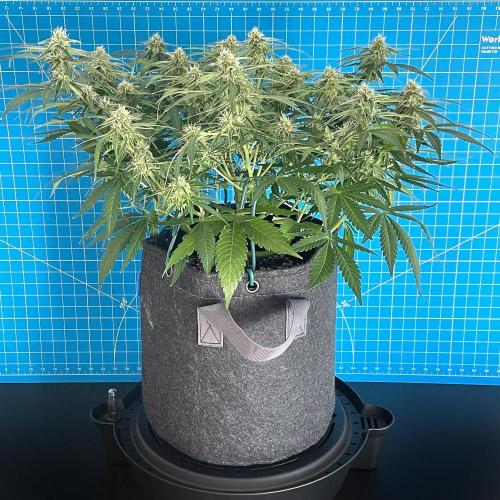 A Particular Orion F1. Week 8 - Day 63