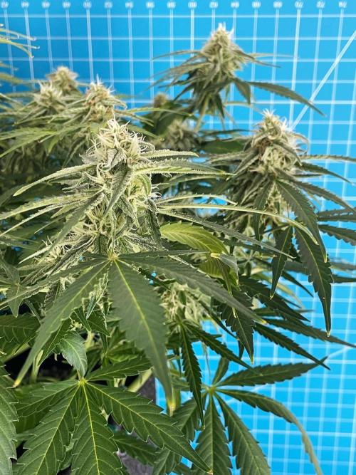 A Particular Orion F1. Week 8 - Day 63