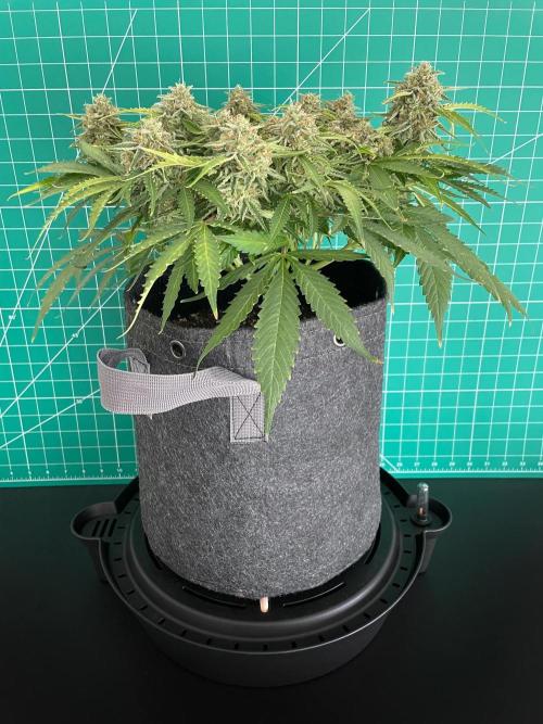 Lone Hyperion F1. Week 13 - Day 98