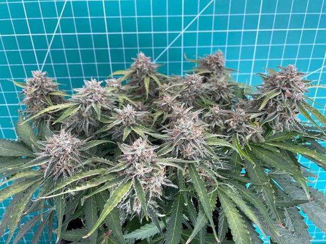 Lone Hyperion F1. Week 13 - Day 98
