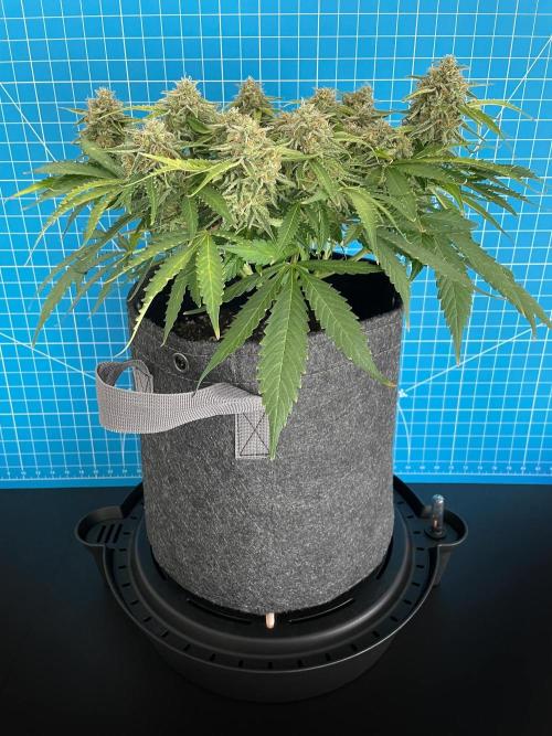 Lone Hyperion F1. Week 13 - Day 98
