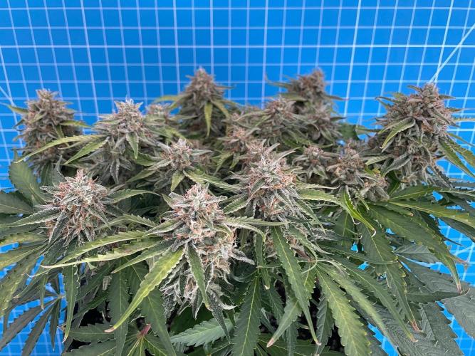Lone Hyperion F1. Week 13 - Day 98