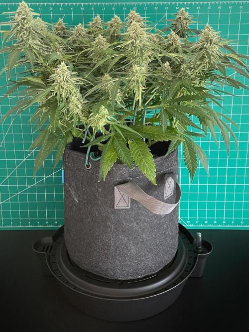 A Particular Orion F1. Week 9 - Day 70
