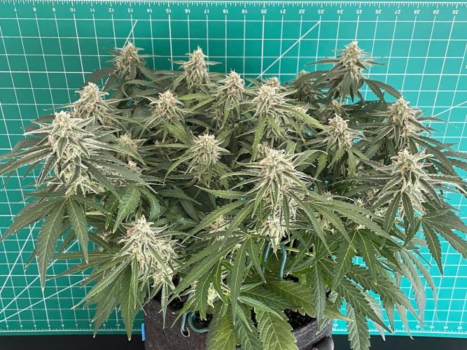 A Particular Orion F1. Week 9 - Day 70