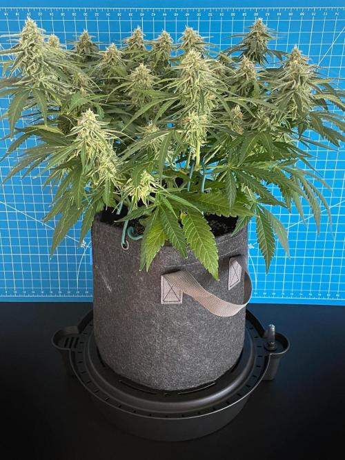 A Particular Orion F1. Week 9 - Day 70