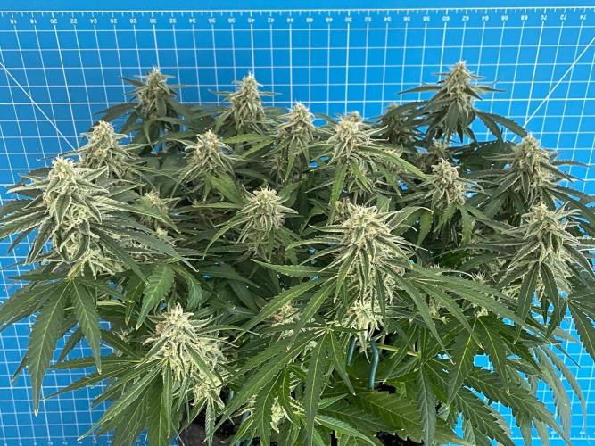 A Particular Orion F1. Week 9 - Day 70
