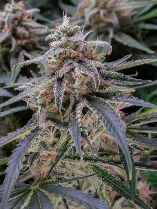 A Particular Orion F1. Week 9 - Day ~69