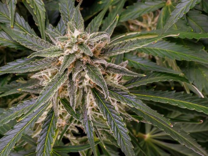 A Particular Orion F1. Week 9 - Day ~69