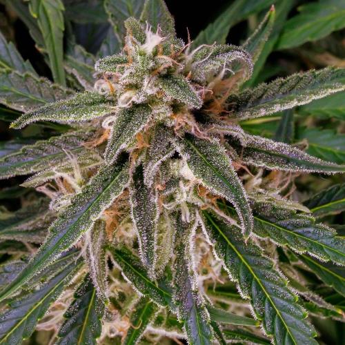 A Particular Orion F1. Week 9 - Day ~69