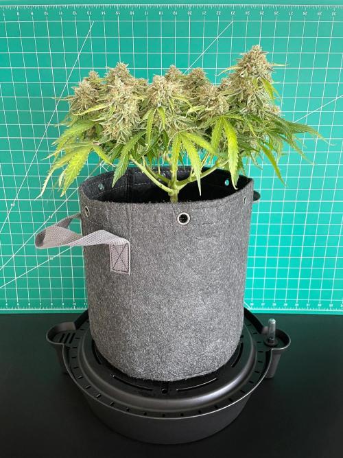 Lone Hyperion F1. Week 14 - Day 105