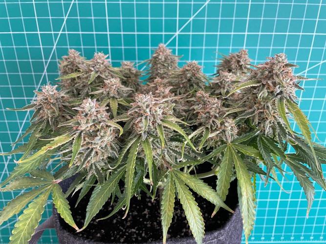 Lone Hyperion F1. Week 14 - Day 105