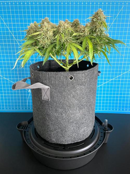 Lone Hyperion F1. Week 14 - Day 105