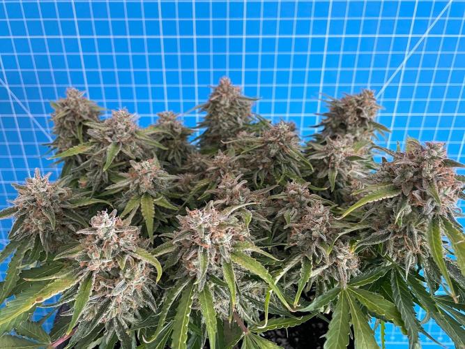 Lone Hyperion F1. Week 14 - Day 105